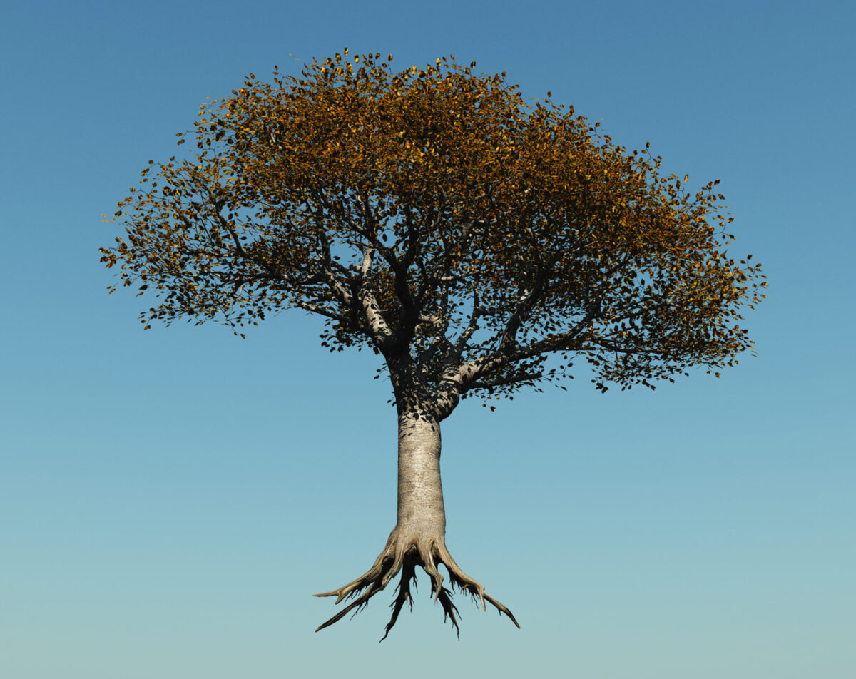 Uprooted tree life's big changes