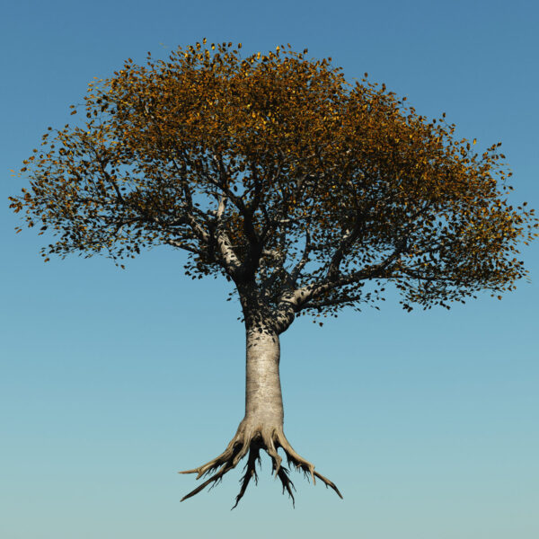 Uprooted tree life's big changes